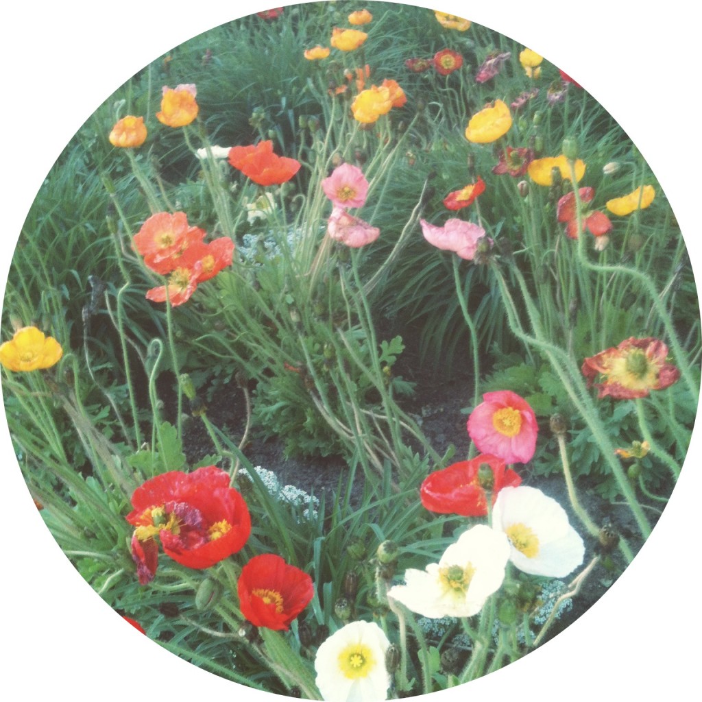 rainbow poppies